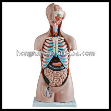 ISO 85CM Modelo de torso humano sin sexo 20 piezas, modelo de torso anatómico